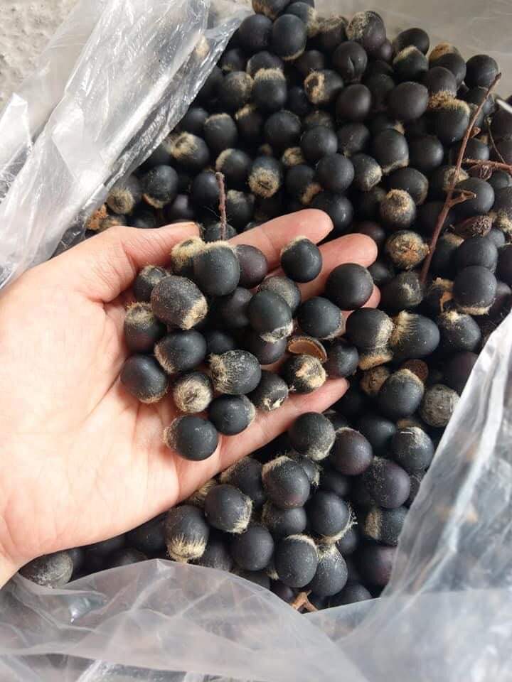 Hạt giống cây bồ hòn