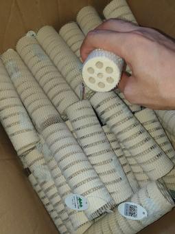 Sứ Củ Sen Xoắn Ốc Mountain Tree (16x4cm) - Sứ Lọc Cao Cấp