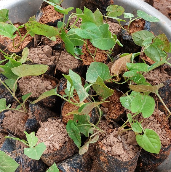 Bầu giống hà thủ ô đỏ chuẩn hàng - Tặng kèm quà bất kì