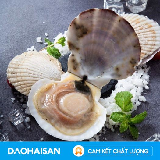 HCM - Sò Điệp Nhật nguyên con  1Kg