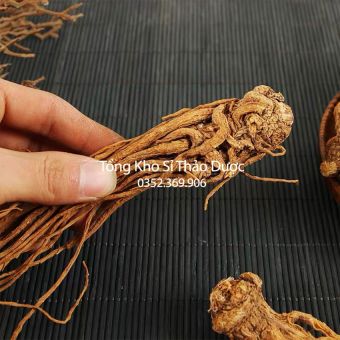 Sâm Đương Quy 500g (Củ Đương Quy)