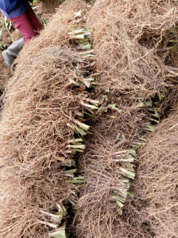 Rễ hương bài 500gr