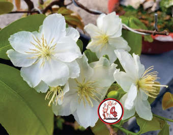 Hoa Bạch Mai cây nguyên bản gieo từ hạt( bao chuẩn giống)