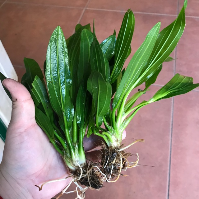Cây lưỡi mèo thuỷ sinh siêu xanh