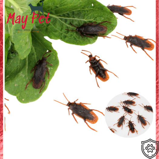 Đồ Chơi Con Gián Giả Thằn Lằn Rết Bọ cạp - 7k/3con - Chơi Cho Chó Mèo Chơi Khăm-May Pet