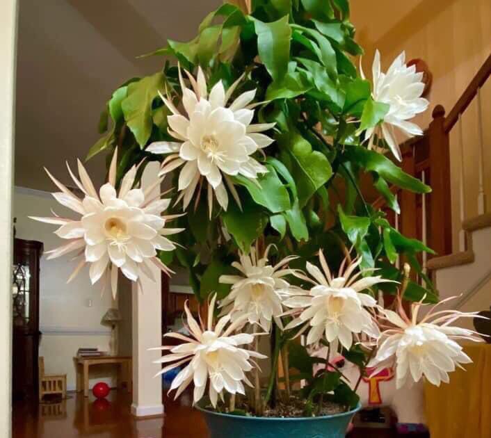 Quỳnh hương- dạ quỳnh - chậu giống