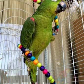 100CM Parrot Parakeet Toy Wooden Bird Ladder April 2018 - 2 100CM Parrot Parakeet Toy Wooden Bird Ladder - 2
