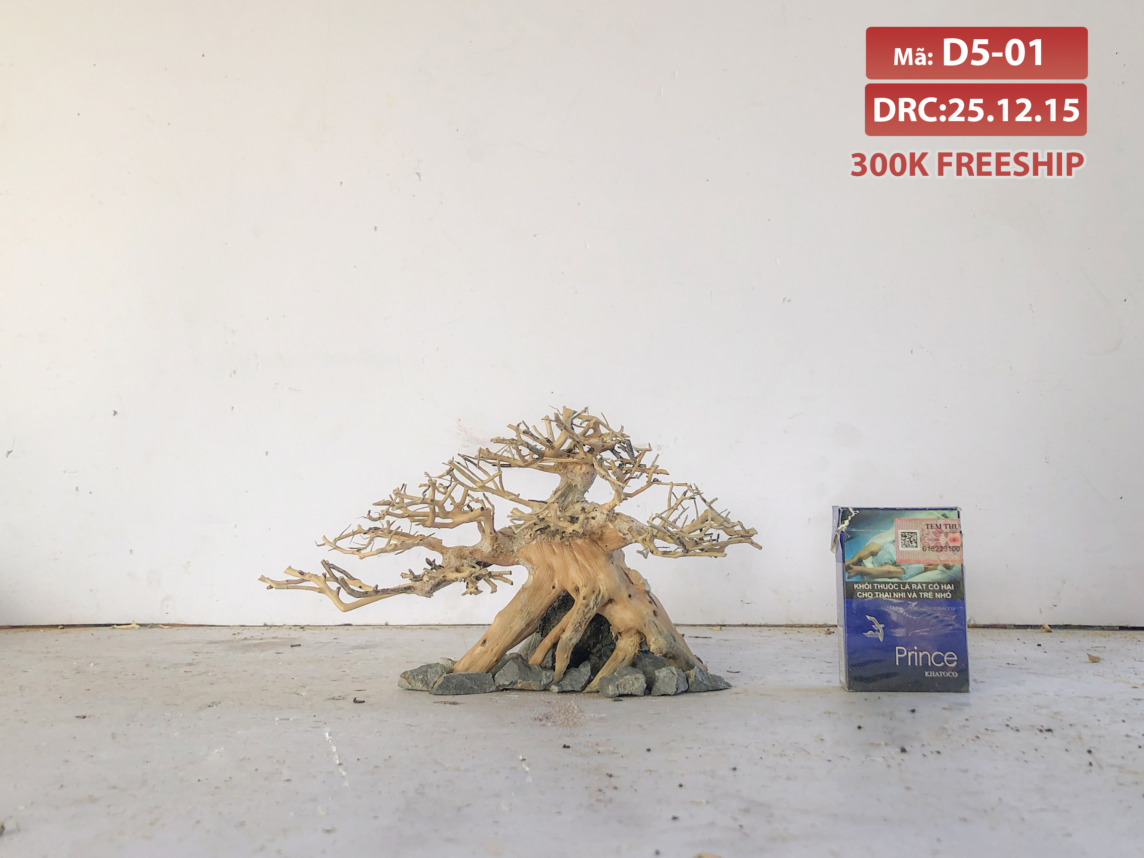 Lũa bonsai - hải sa quỳ gắn tán xương - tán xương chùm