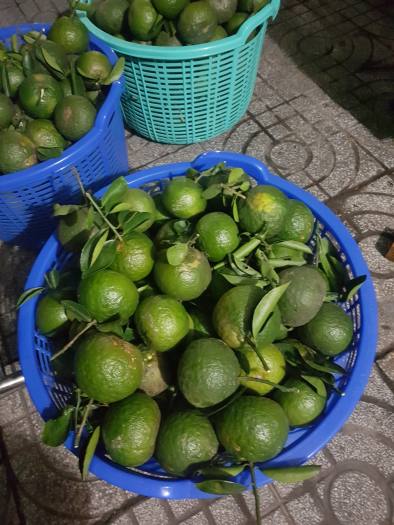 HCM - Cam sành mọng nước - [Giao nhanh TPHCM]