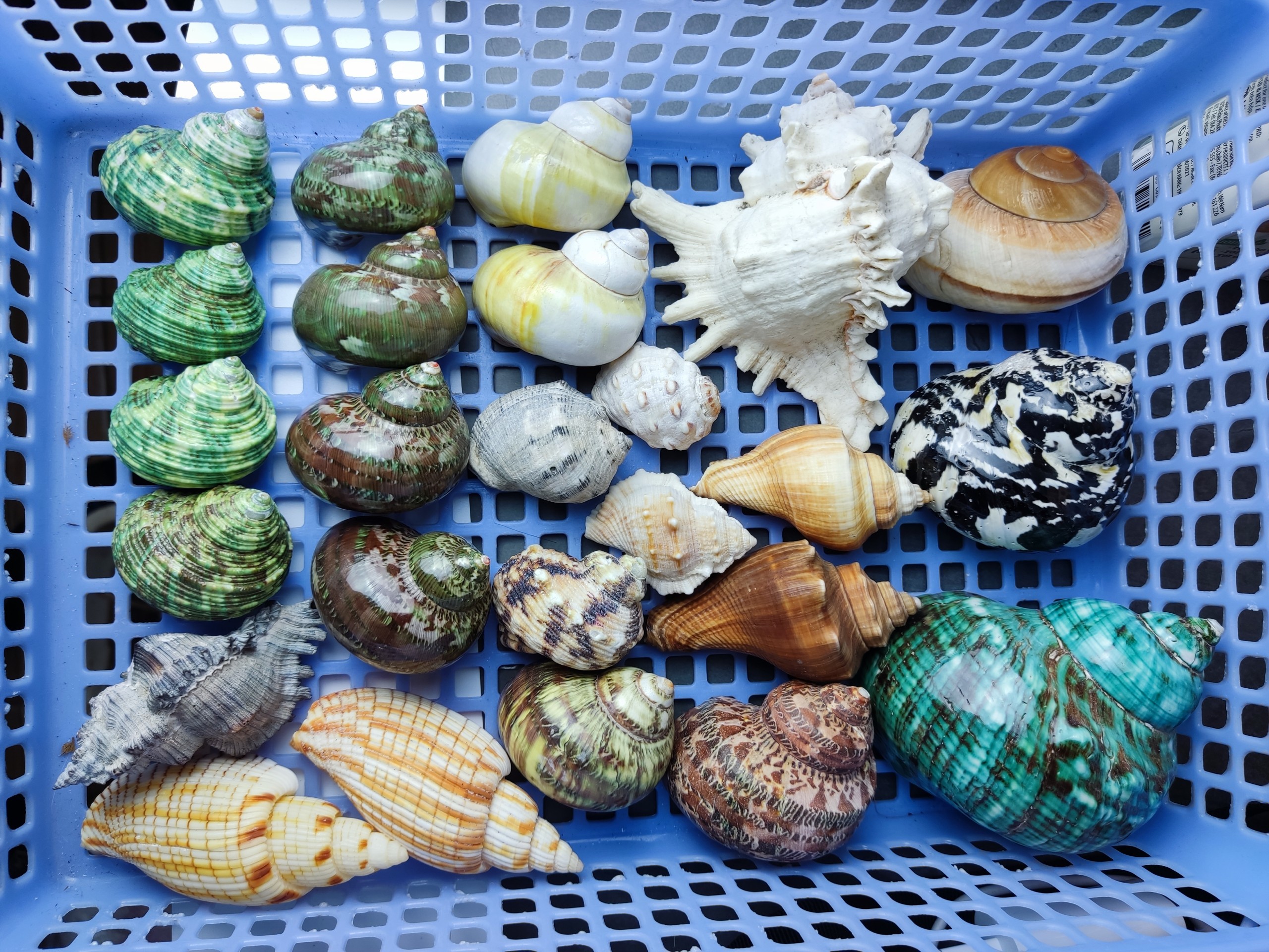 Vỏ ốc biển cỡ S, M, L, XL, 2XL họa tiết ngẫu nhiên