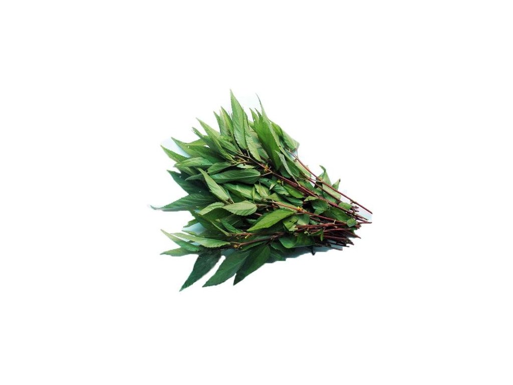 Hạt giống đay đỏ