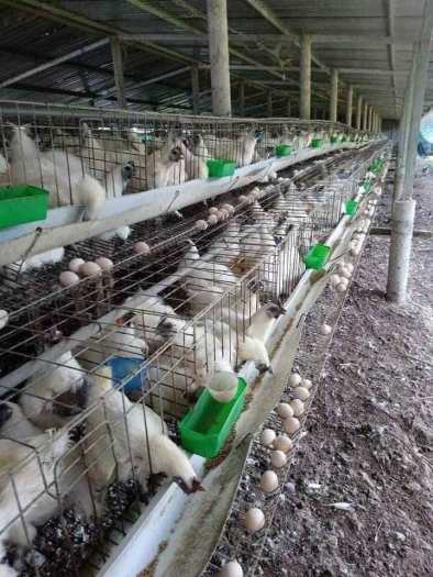 1 chục Trứng gà ri