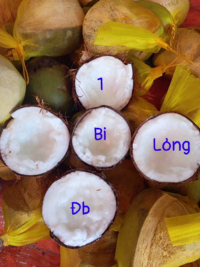 Dừa sáp loại lỏng lớn sỉ lẻ toàn quốc
