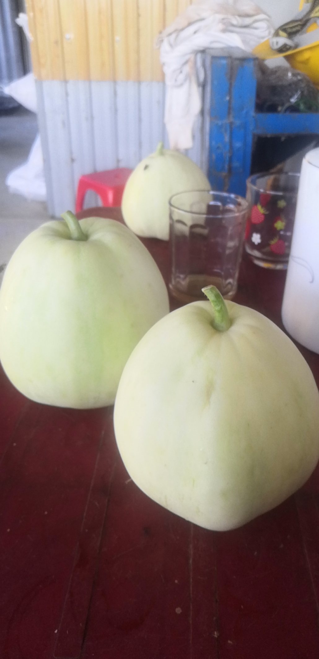 Hạt giống dưa lê f1 m181
