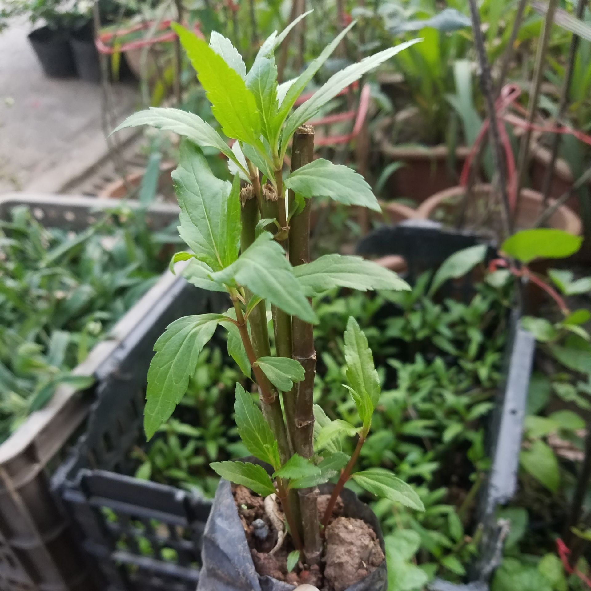 Bầu giống mần tưới trị bọ chét hiệu quả - Cây trong bầu kèm phân bón