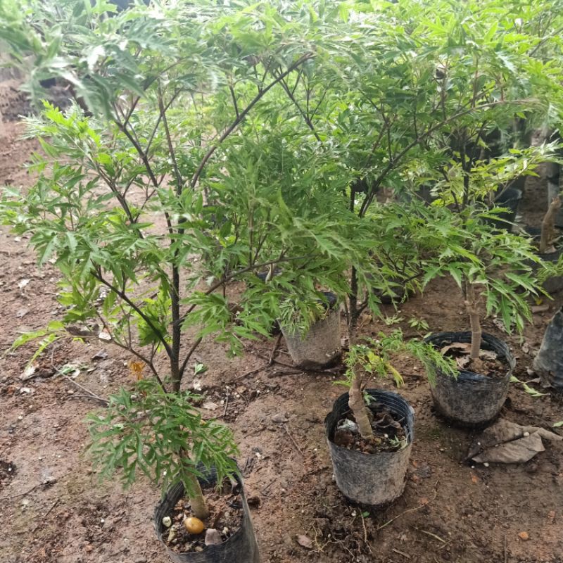 Cây giống đinh lăng nếp lá nhỏ