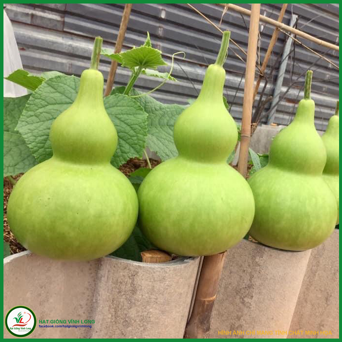 Hạt giống Bầu hồ lô RD 312 - 2g, hiệu Rạng Đông chất lượng, nảy mầm cao