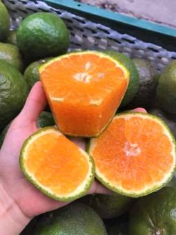 Cam sành Vĩnh long loại 5 đến 7 trái 1kg chỉ giao HCM