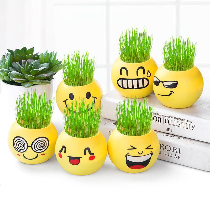 Combo 10 chậu cỏ tóc ngẫu nhiên hoặc nhắn tin chọn mẫu, sản phẩm đã bao gồm chậu không bao gồm đất và hạt giống.