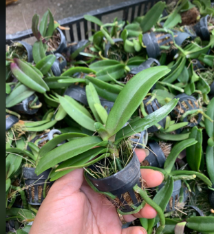 1 cây đai châu giống