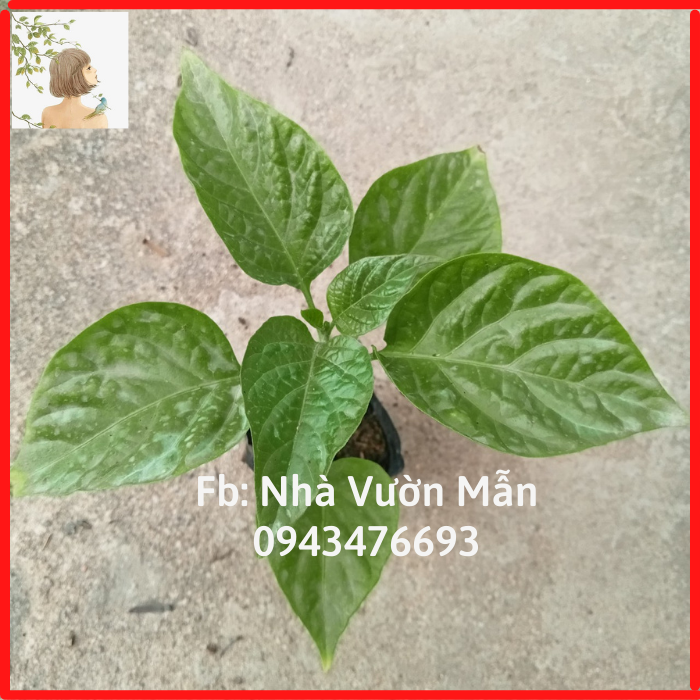Cây Ớt Trinidad Red