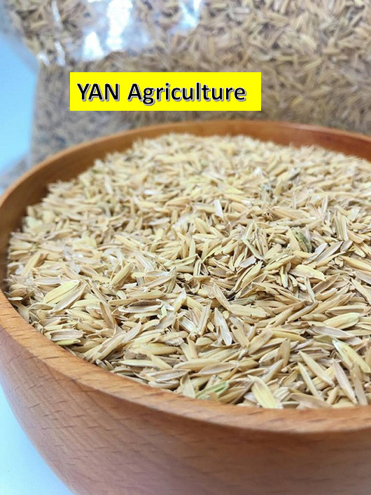 1 kí trấu tươi / trấu trồng cây / vỏ trấu / trấu khô / giá thể trồng cây / trấu lót chuồng / trấu lót trứng
