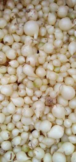 1kg Hành Tăm (Củ Nén)