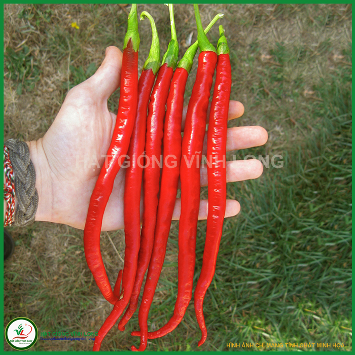 Hạt giống Ớt đậu đũa (hạt tự thu) - 10 hạt