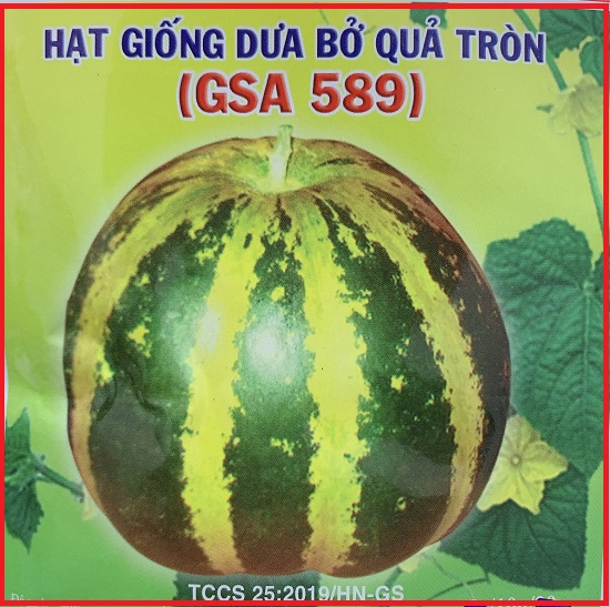 Hạt giống dưa bở quả tròn thơm gs589 - gói 10gr