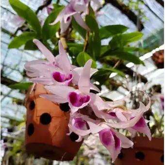 Phi điệp hòa bình lá mít cốc giống [Hỗ trợ vc]