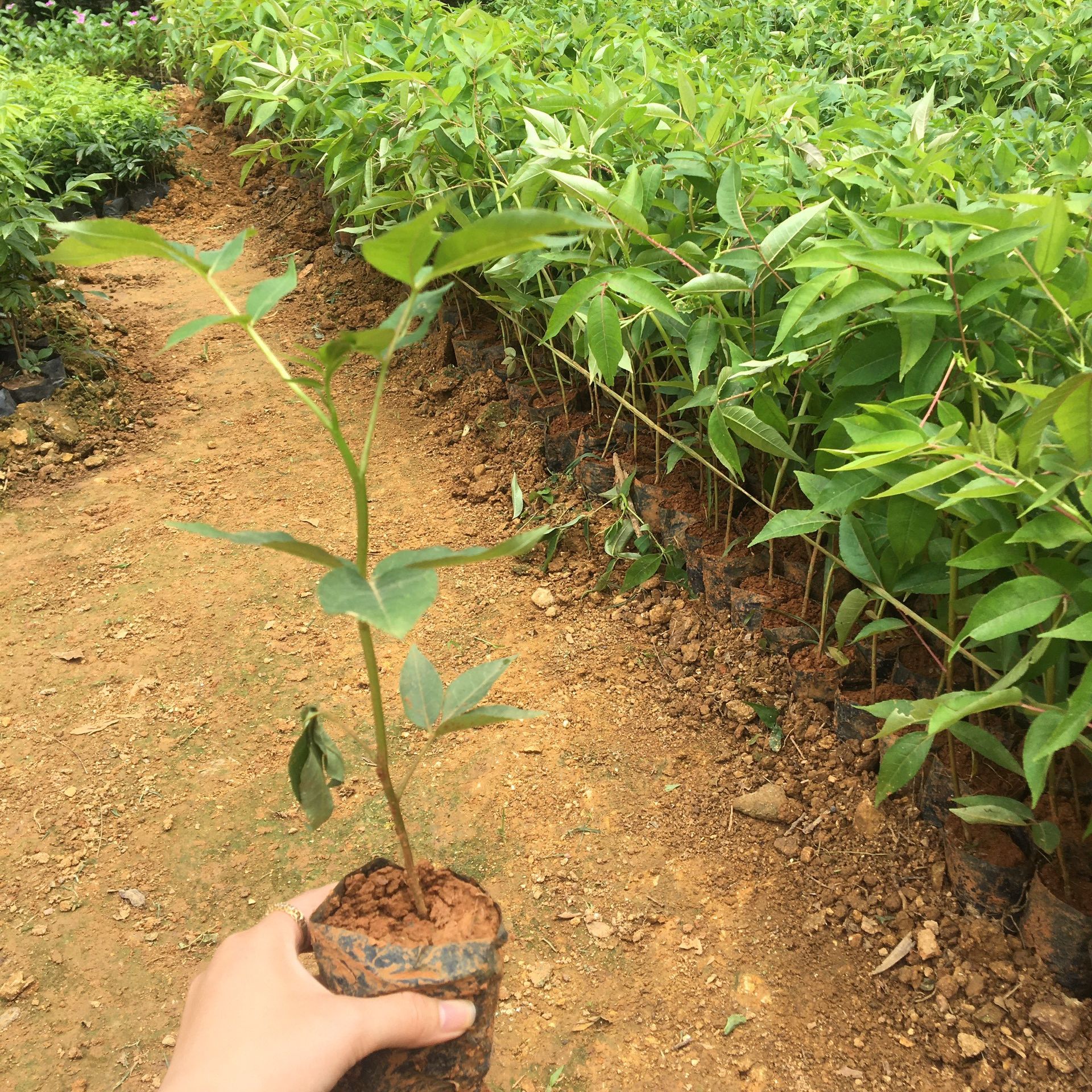 Giống cây Mắc Khén