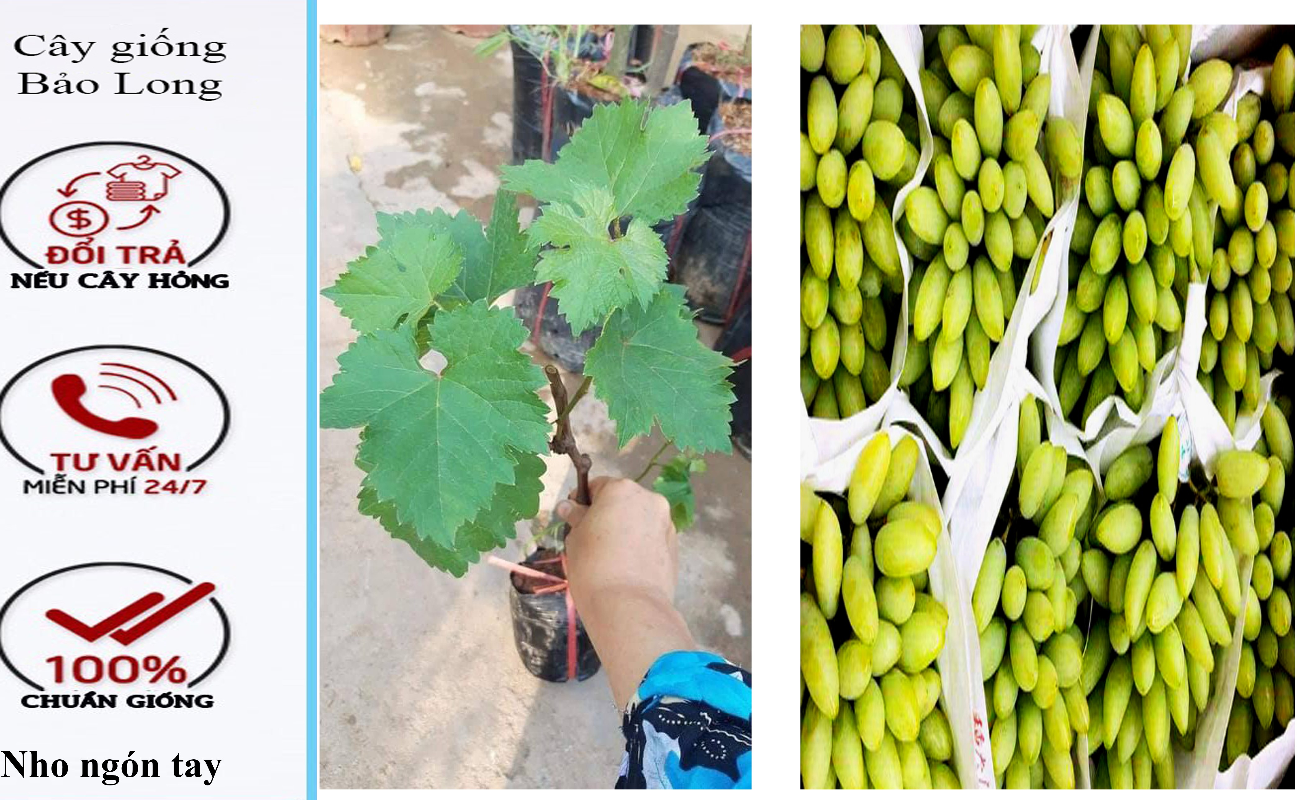 Cây NHO XANH giống chuẩn cây leo giàn , cây trồng gác cổng