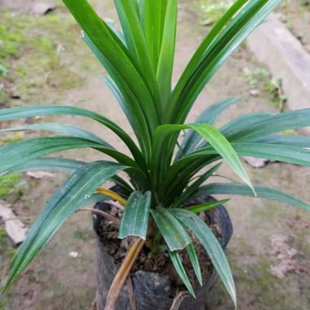 3 Cây Lá Nếp Trồng trong bầu đất