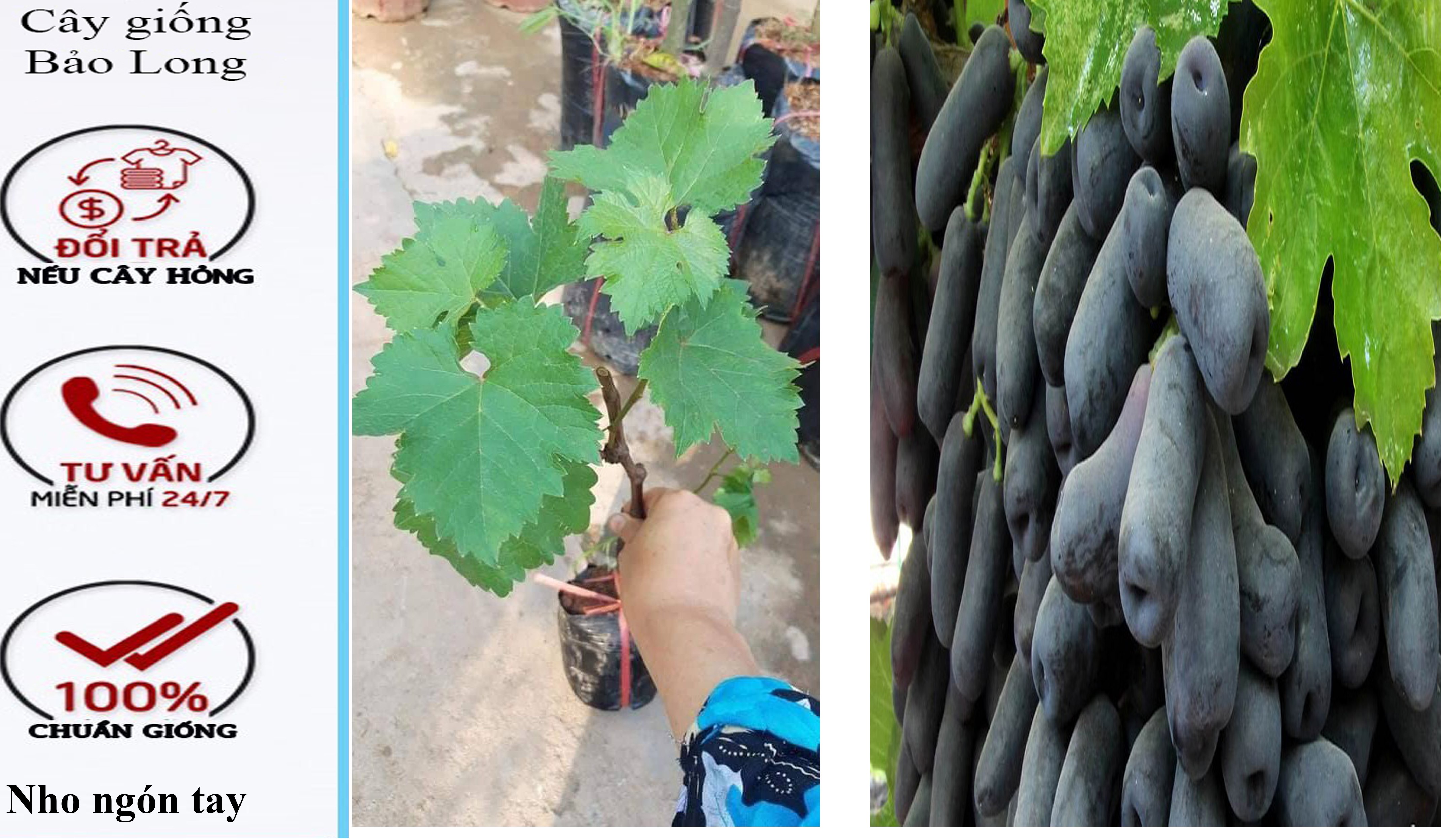 Cây giống nho ngón tay , cây giống nông nghiệp cây cảnh cây trồng ban công bóng mát
