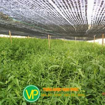 Cây bìm bịp sạch 1kg Vạn Phúc