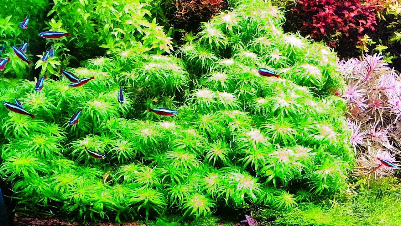 TONIA - THÁI DƯƠNG THẢO  (12 nhánh)