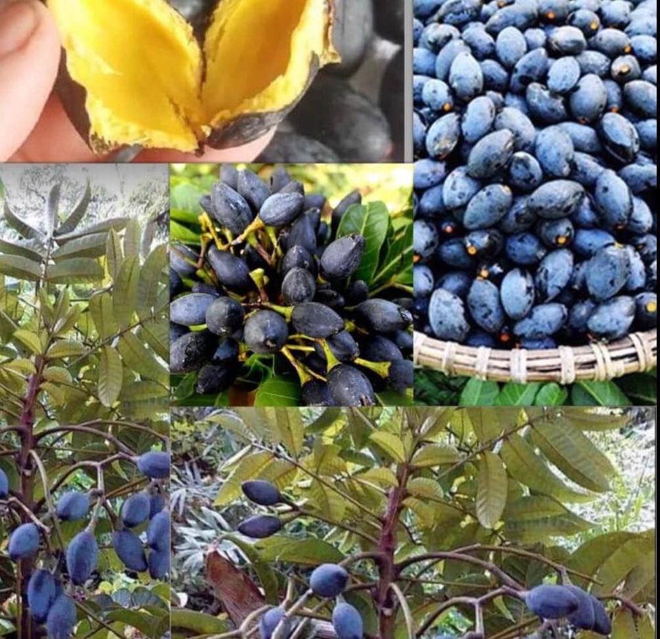 CÂY GIỐNG TRÁM ĐEN NẾP - Cây giống chuẩn F1