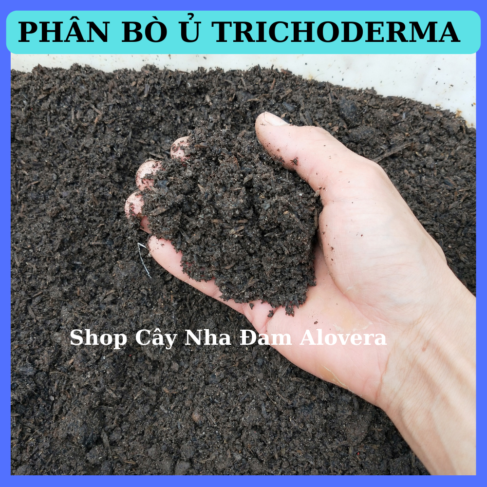 Phân bò ủ hoai - phân bò đã qua xử lý