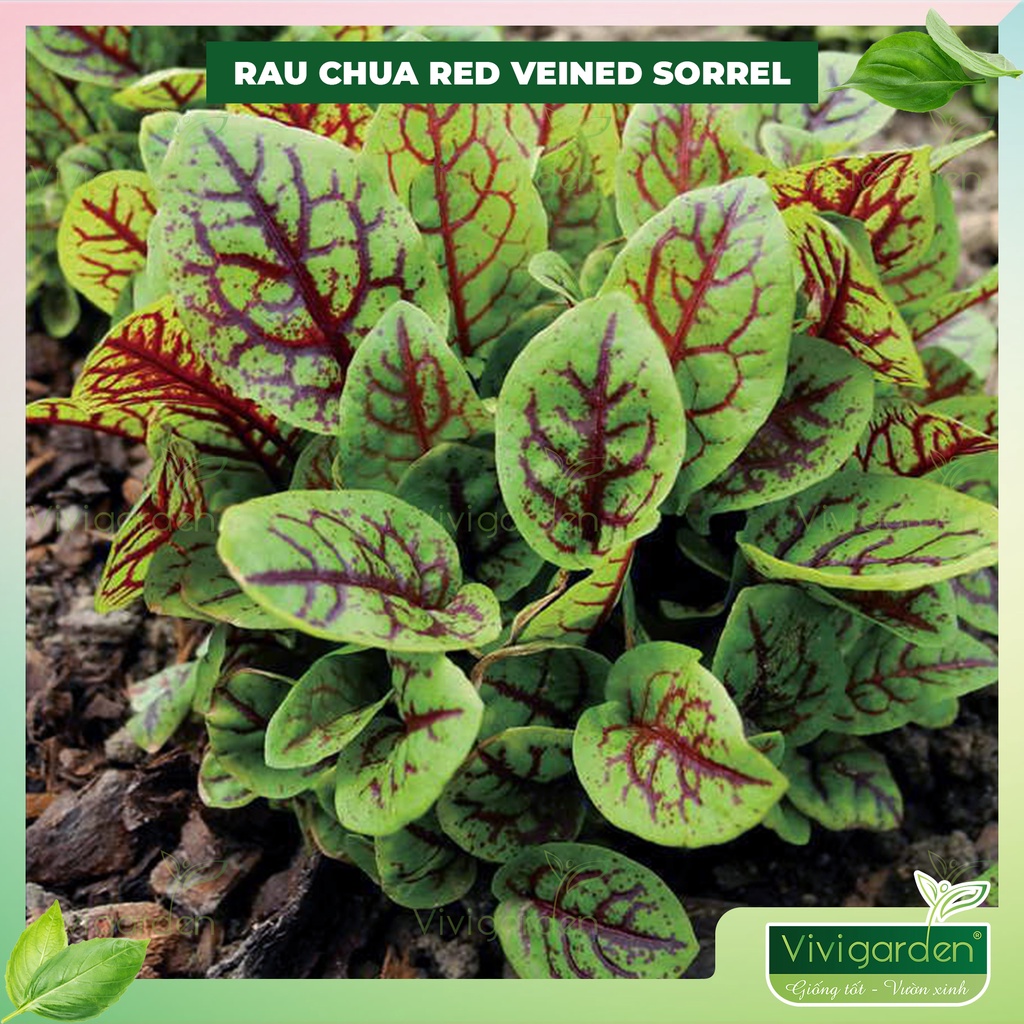 Hạt Giống Cây Rau Chua Gân Đỏ - Red Veined Sorrel - Giống rau gia vị đặc sản, thanh mát, bổ dưỡng cơ thể