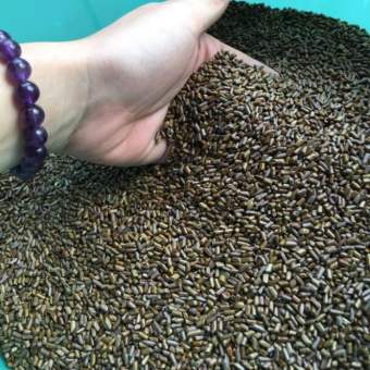 sỉ toàn quốc 3kg hạt muồng muồng