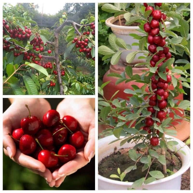 Hạt giống Cherry Mỹ F1 - Gói 0,5Gr