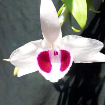 Hoa lan phi điệp mắt đỏ hoà bình