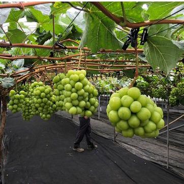 Cây nho mẫu đơn . (Tặng kèm phân bón khi mua 2 cây trở lên )