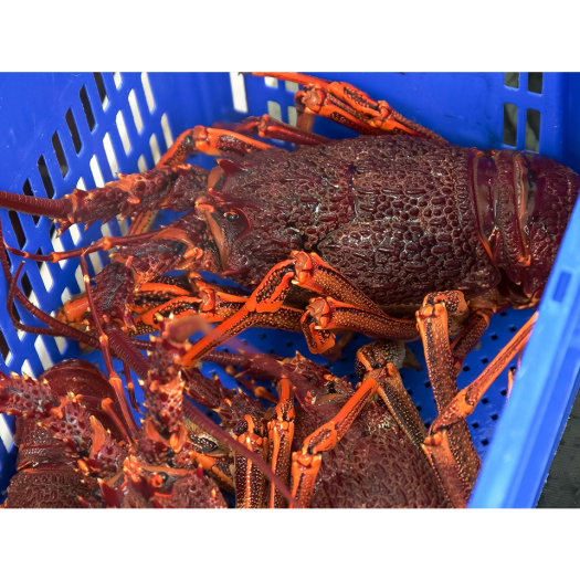 Tôm Hùm Đá NAm Úc Đông Lạnh size 800g - 1 kg