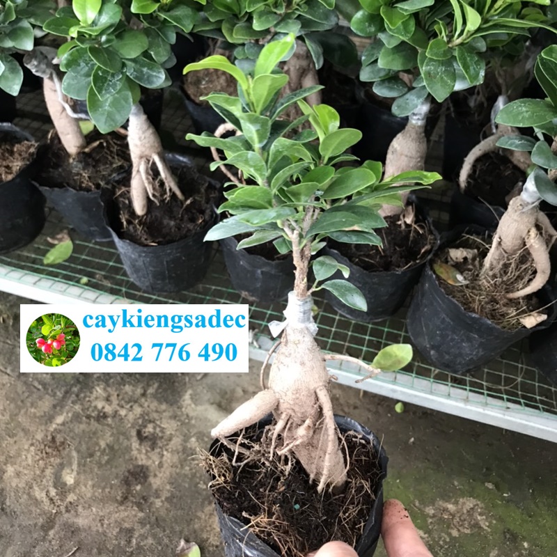 Caykiengsadec - Cây da mini - tặng phân bón cho cây mau lớn - hoa kiểng lá - cây phong thủy trang trí nội thất cảnh quan sân vườn ngoài trời