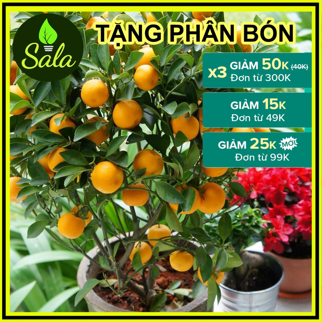 CÂY HẠNH - CÂY QUẤT - CÂY TẮC