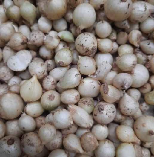 1kg Hành Tăm (Củ Nén)