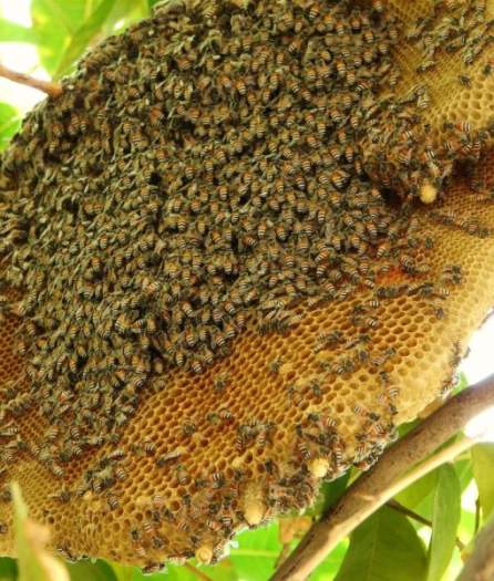 1 lít Mật Ong Hoa Cà Phê Nguyên Chất Đăk Lăk giá sỉ