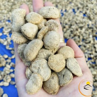 Hạt sang (hạt sành) trắng rừng Tây Bắc chữa đau dạ dày của người dân tộc H'mông