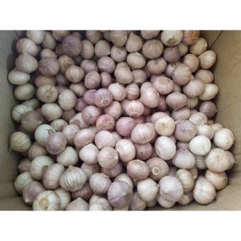 200g Tỏi cô đơn, tỏi một nhánh củ to chắc - Hàng loại 1